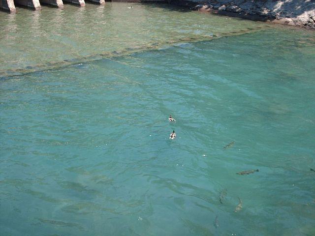 Ducks And Trout At Fanny Bridge, Lunch Stop....