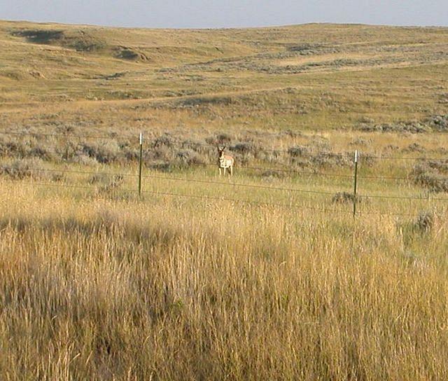 Pronghorn Antelope