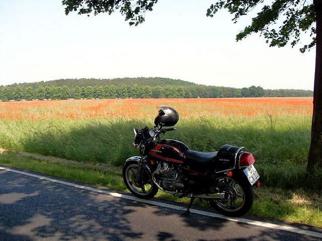 Mohn.jpg