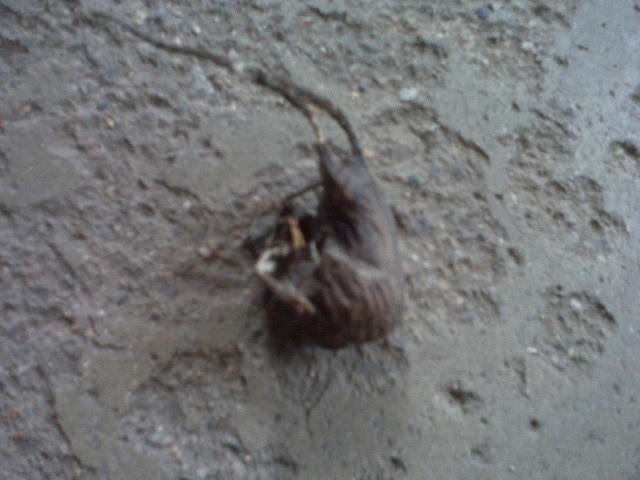 dead mouse in the moto