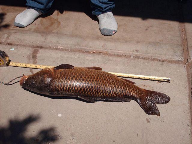 27 Inches Long