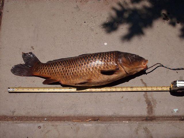 Western Fresh Water Carp