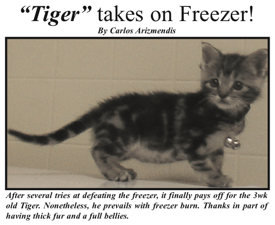 This is Tiger. He was 1 of 5 kittens that were found under my shed. Kept him because he was the first found and took the other 4
