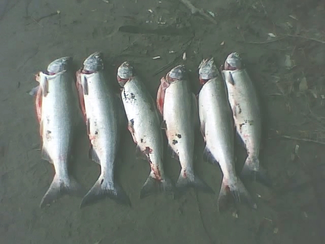 humpies