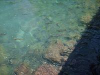 Rainbow Trout At The Head Of The Truckee River Outlet Of Lake Tahoe