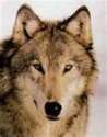 Lobo