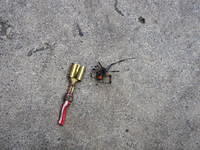 Found living behind the battery