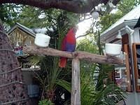 Key West 6