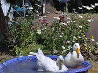 The Ducks