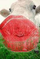 kiss
