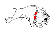bulldog hvid