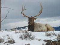 Yellowstone Elk