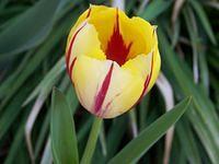 tulip